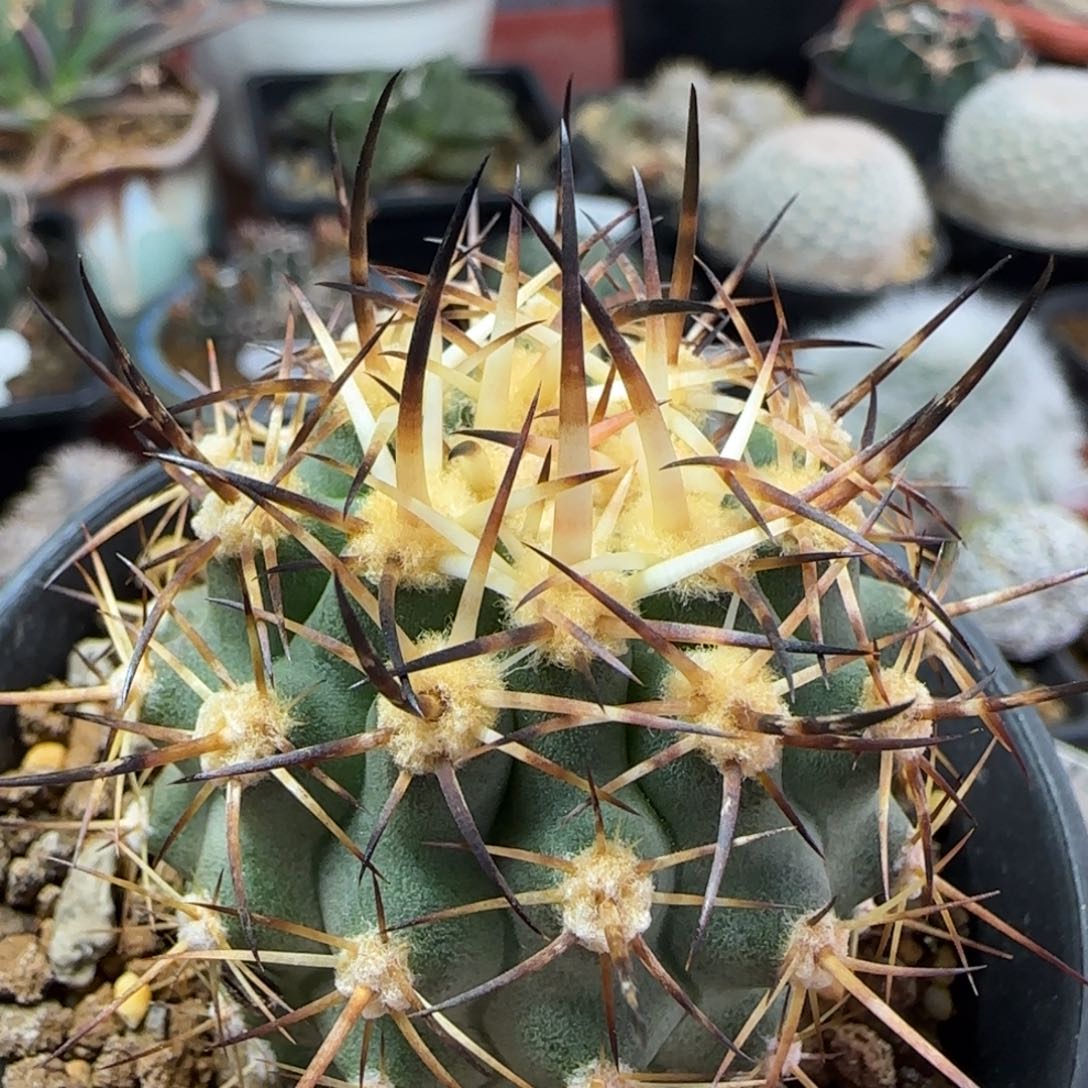 419实生五百津玉多肉