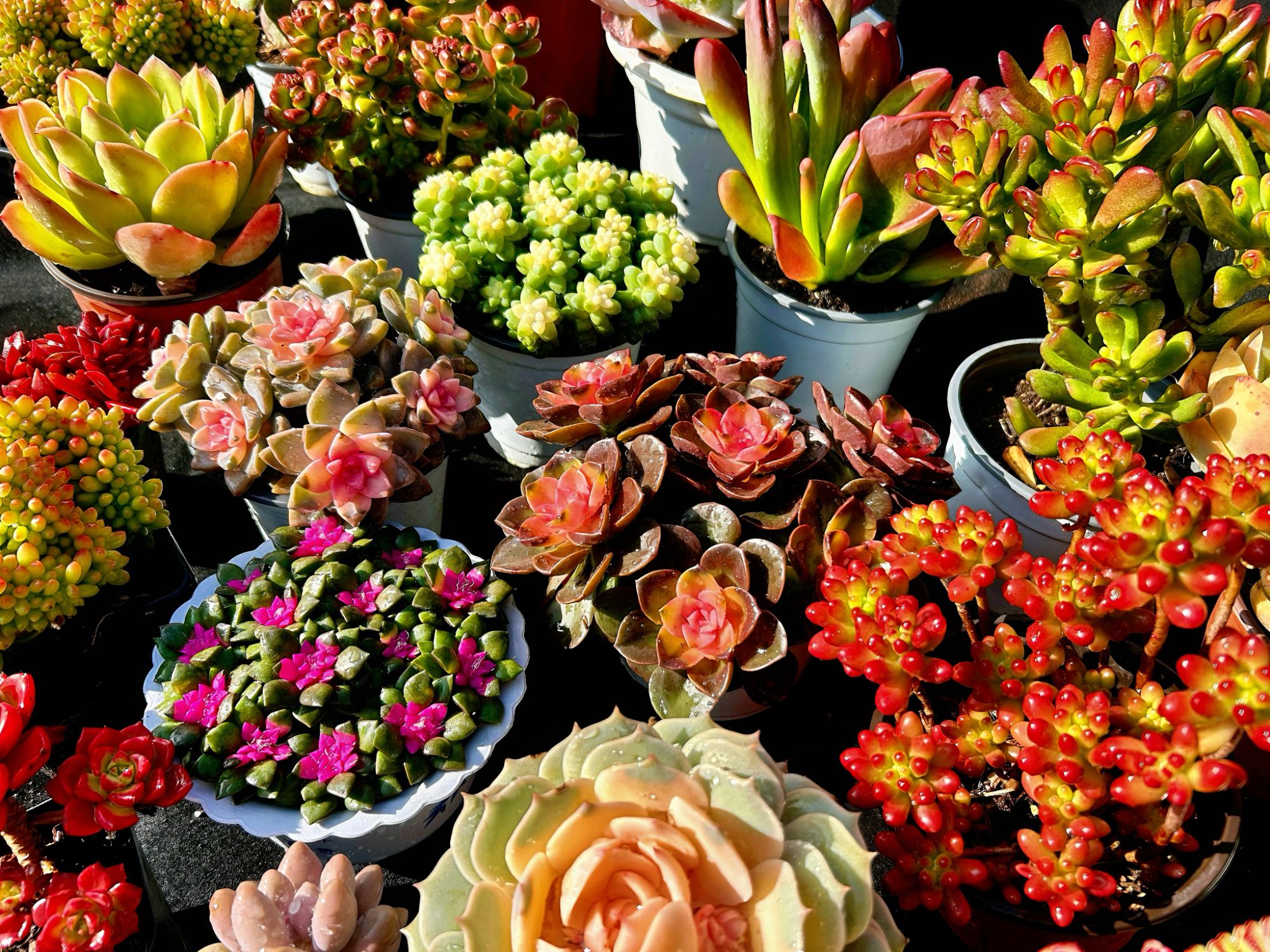 百荟（任意两单包邮）综合链接  多肉盆栽植物