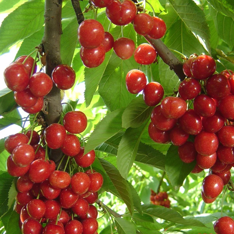 天狼果树苗樱桃树苗盆栽红妃樱桃树苗黑珍珠樱桃树