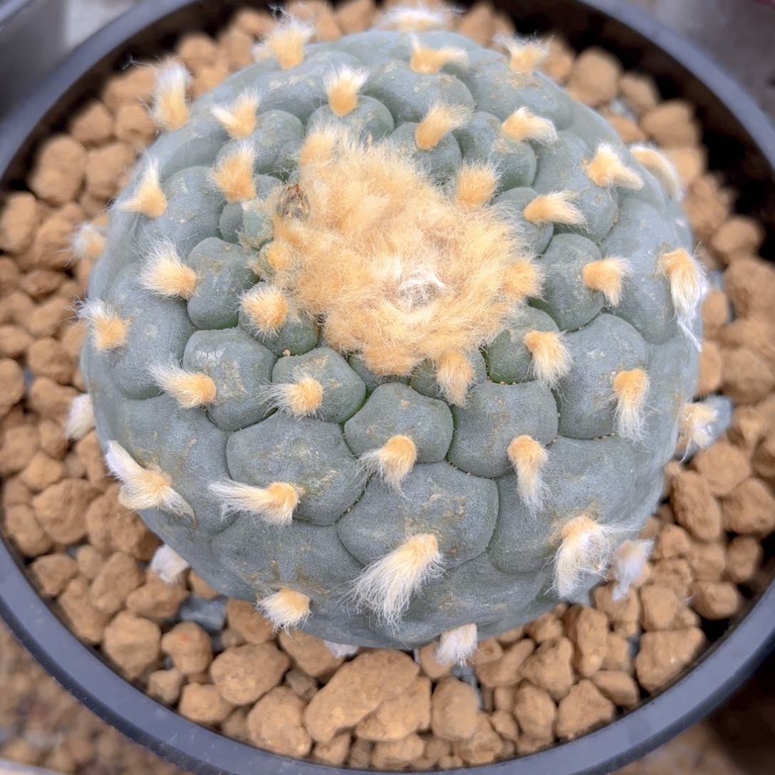 自根大佛头G g g g g g