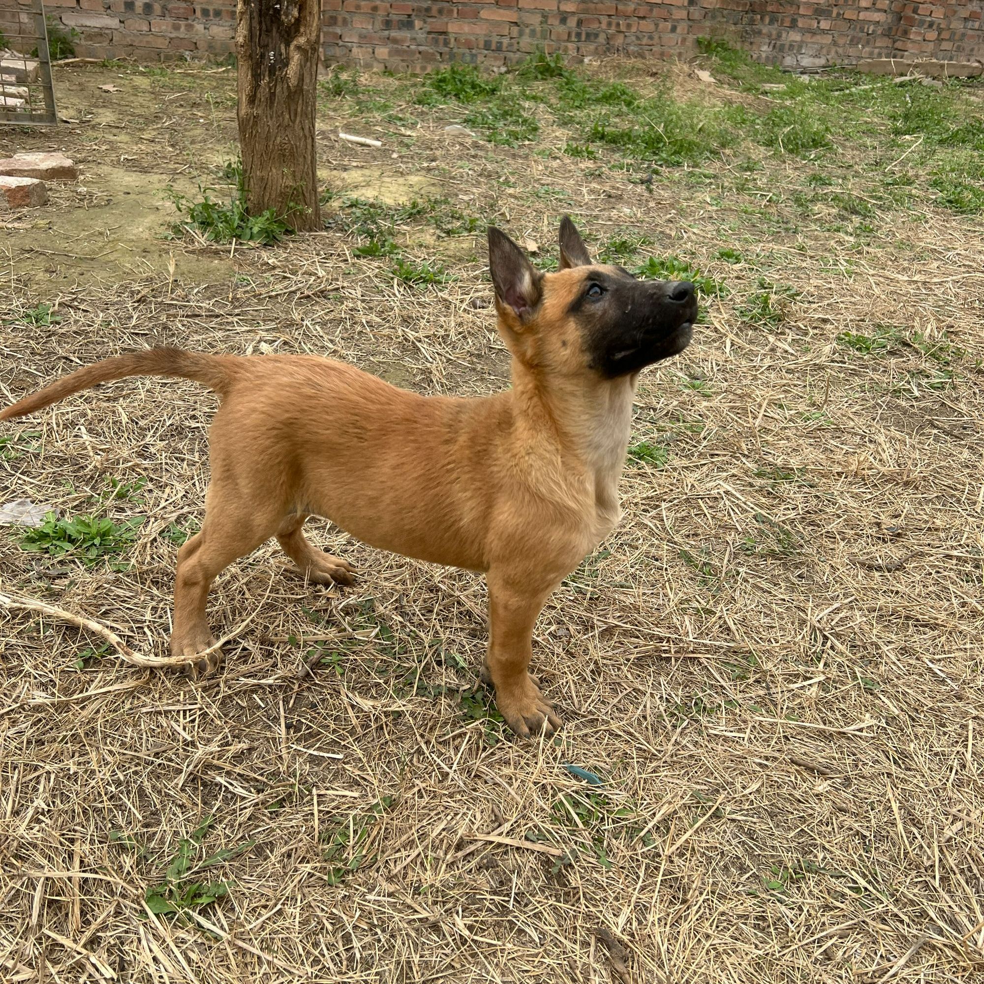 双血统黄马犬幼犬