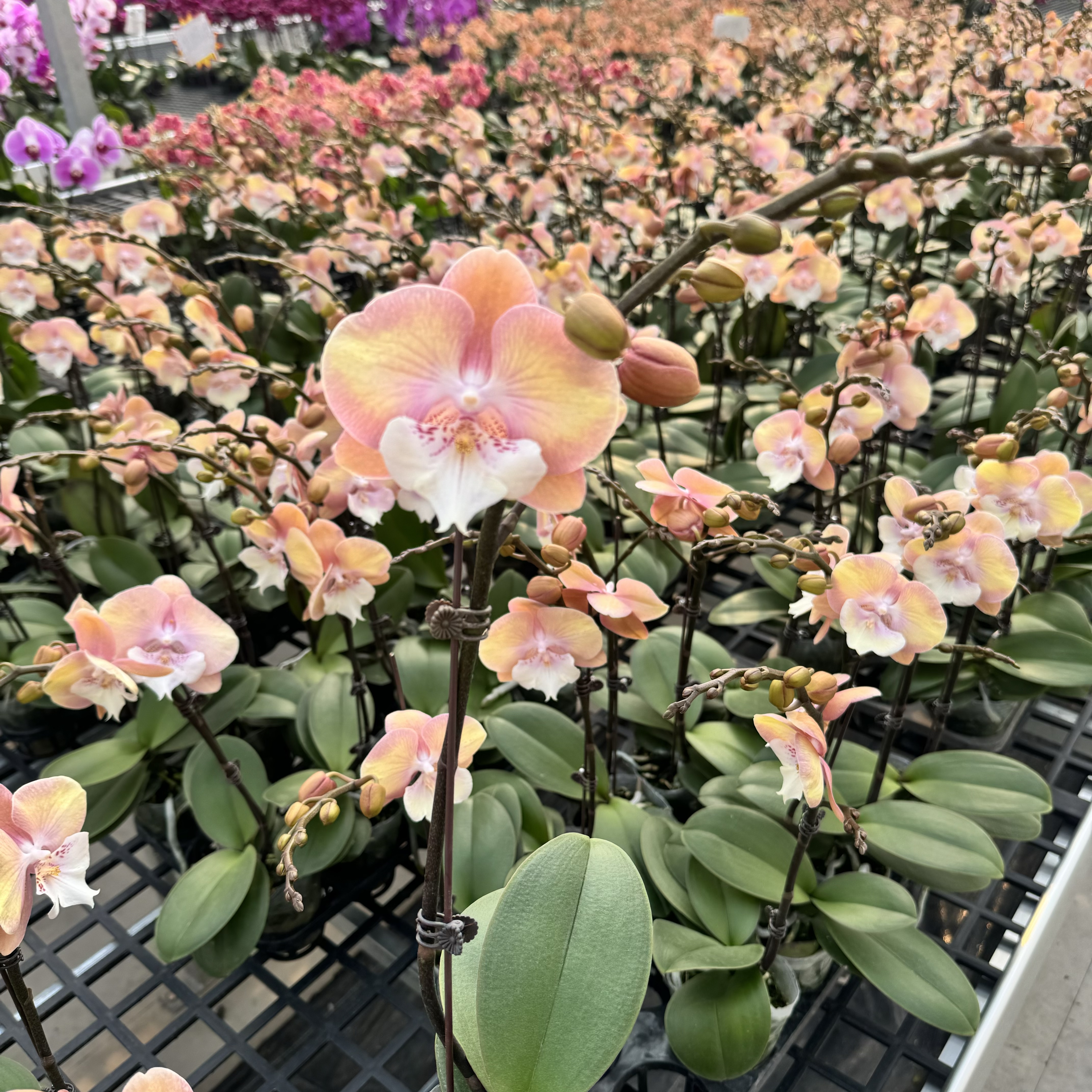 高品质蝴蝶兰【彩虹独角兽】带花剑带花苞四季开花室内好养盆栽