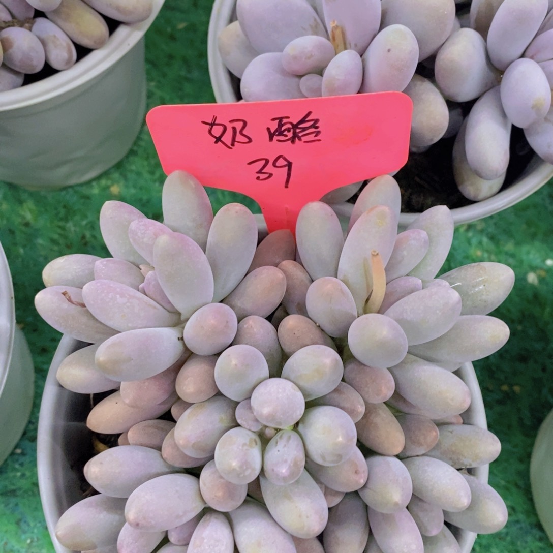 多肉植物，一物一拍，第5场