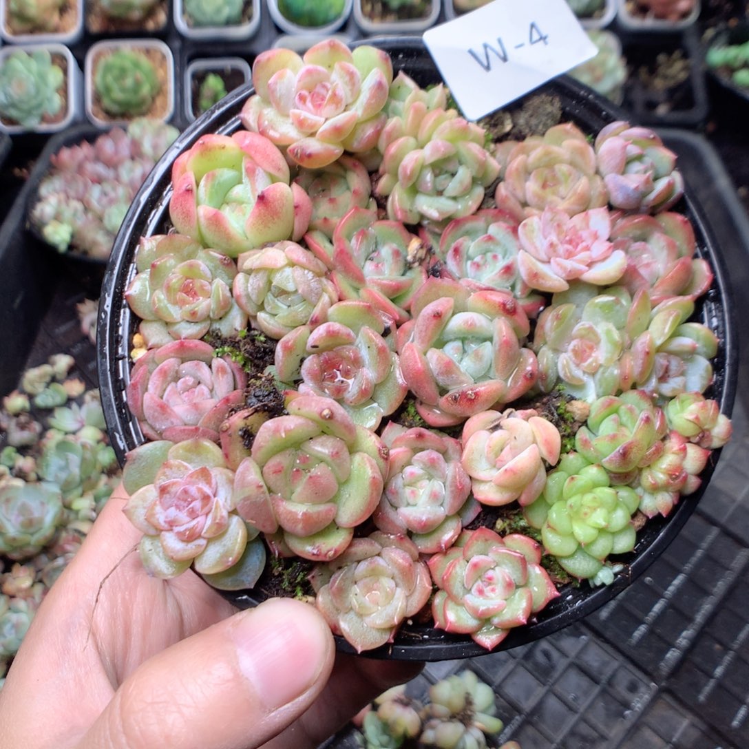 无花朵W4英语英语英语英语英语