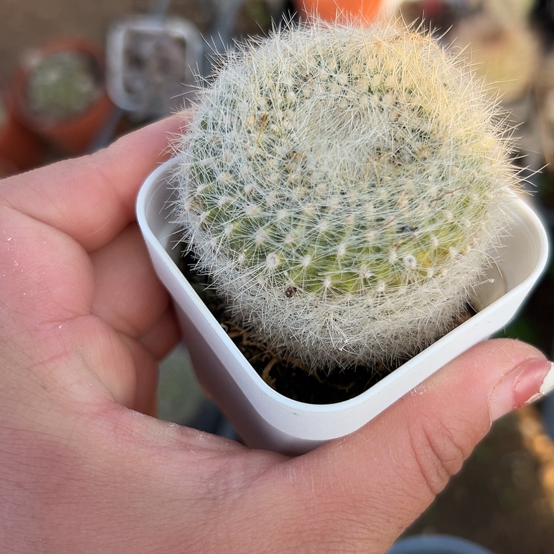 多肉植物白雪光单头