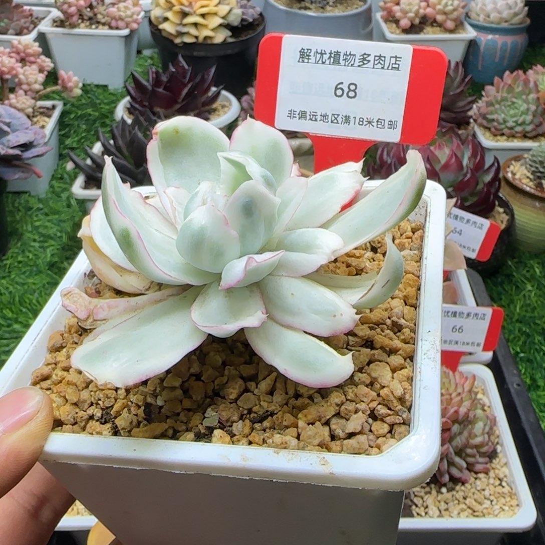 解忧植物多肉编号68