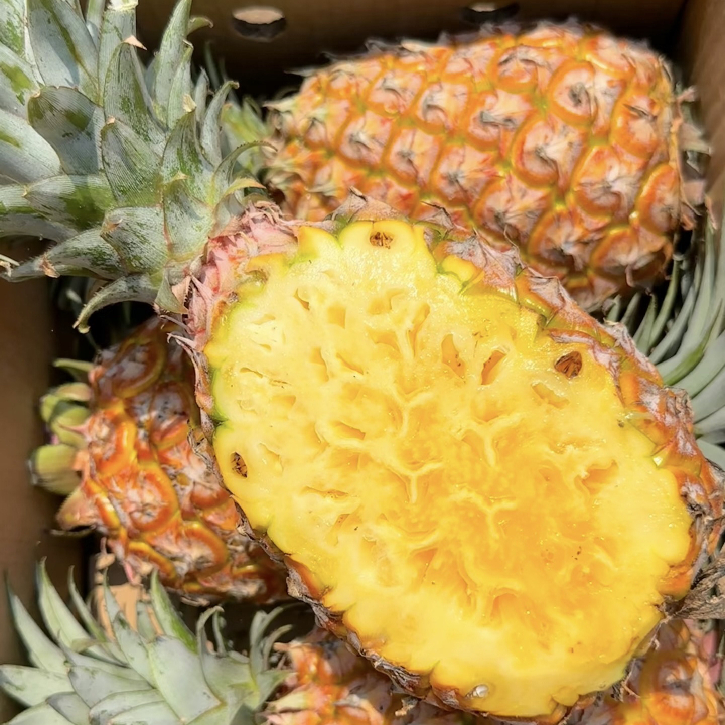 正宗海南金钻凤梨香甜多汁新鲜现摘果园食用当季水果不挖眼不泡水