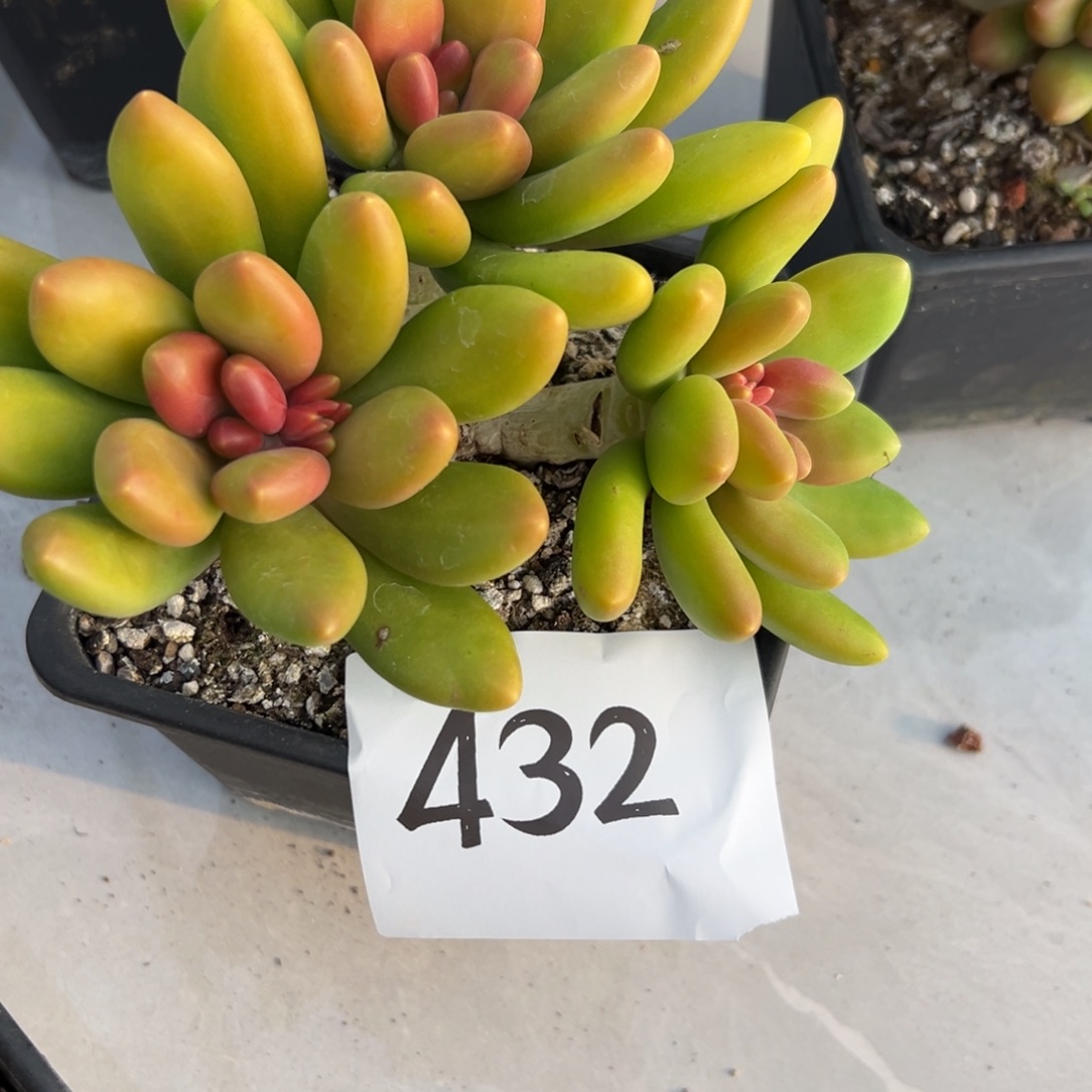 星***辰432、或者多个吃吃吃好吃