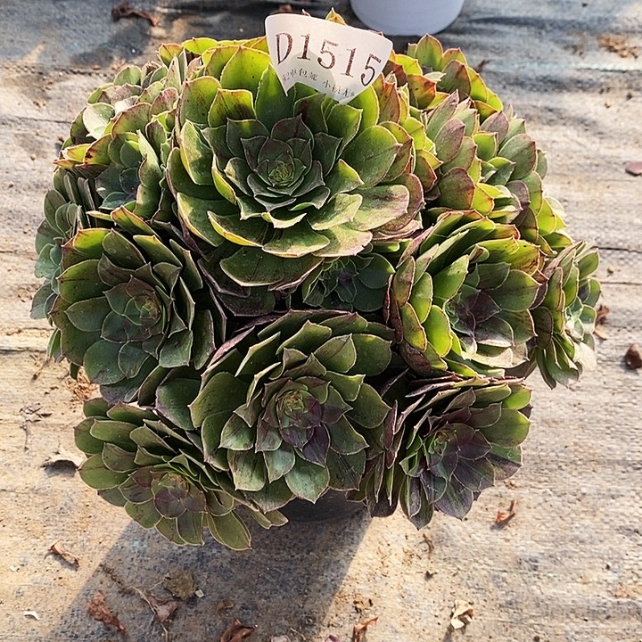 1515花月夜多肉植物