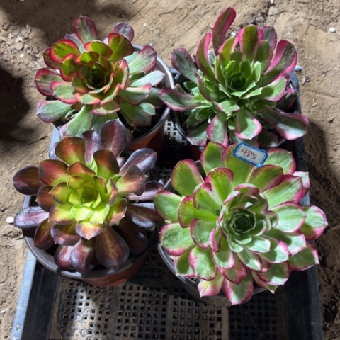 485多肉植物组合