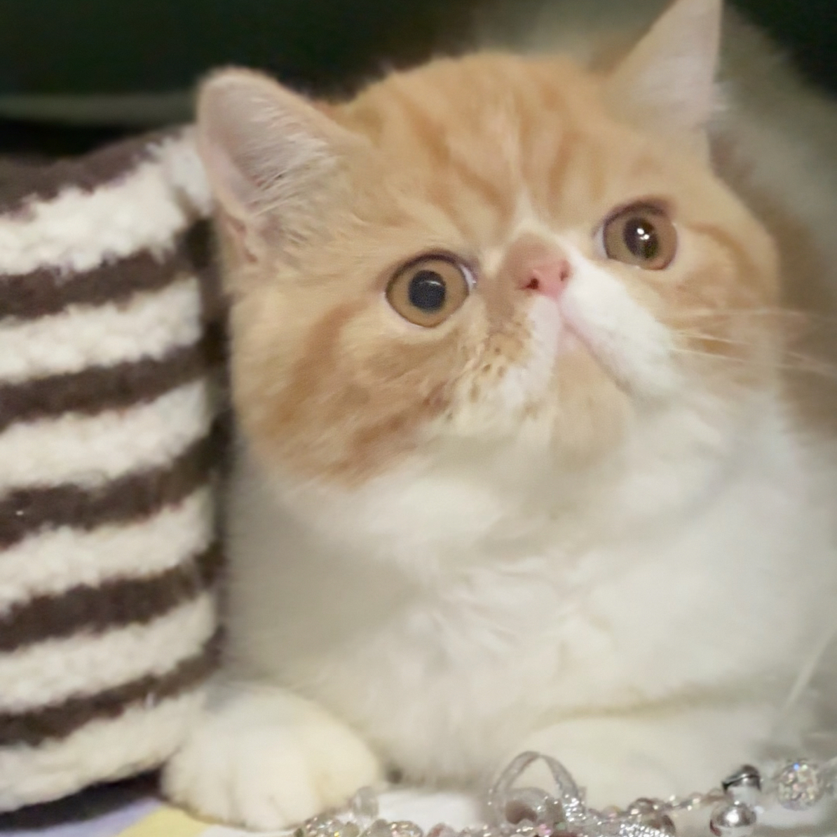 MODEL CAT 加菲猫波斯猫 红虎斑白加菲猫公 金灿灿
