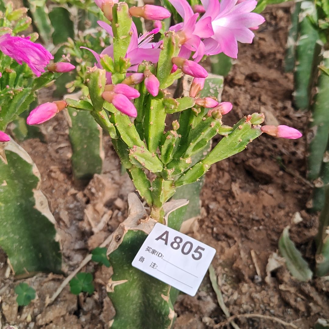 异类脱土易掉苞芽805