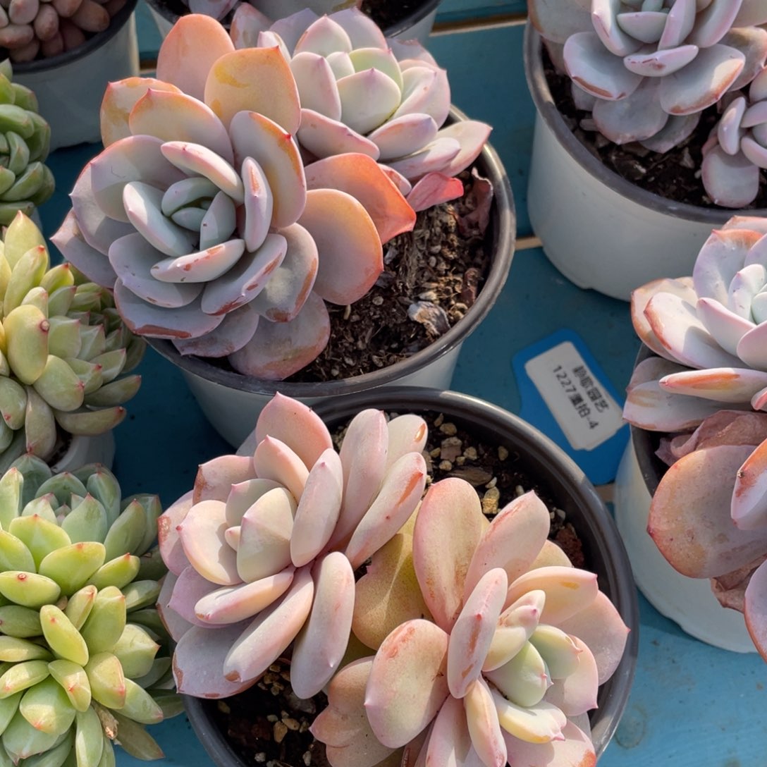 1227-4-韩版奶茶双头福利一颗量拍