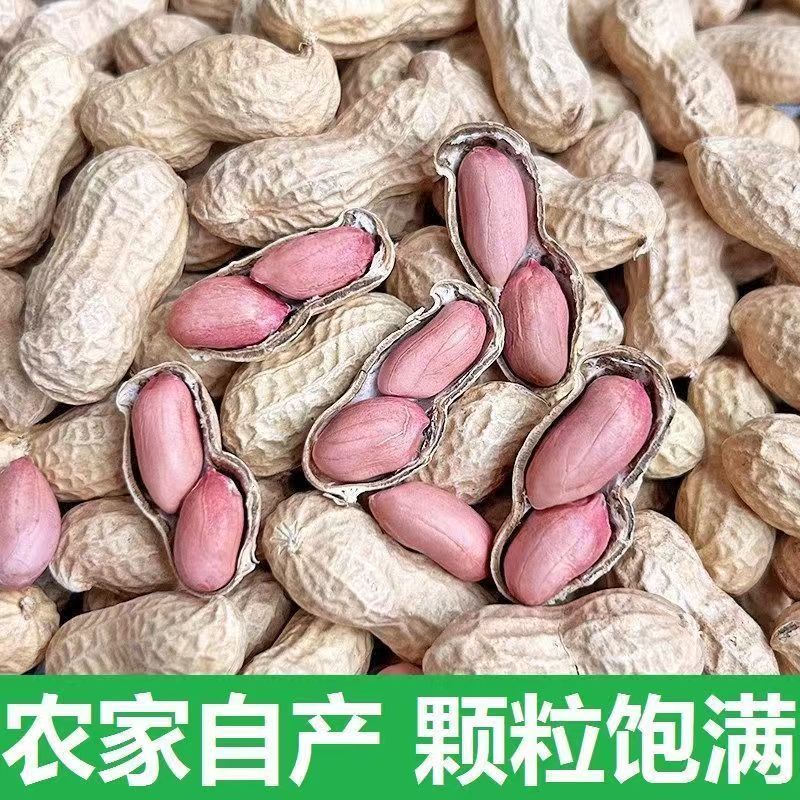 河南农家自晒花育25号带壳干花生