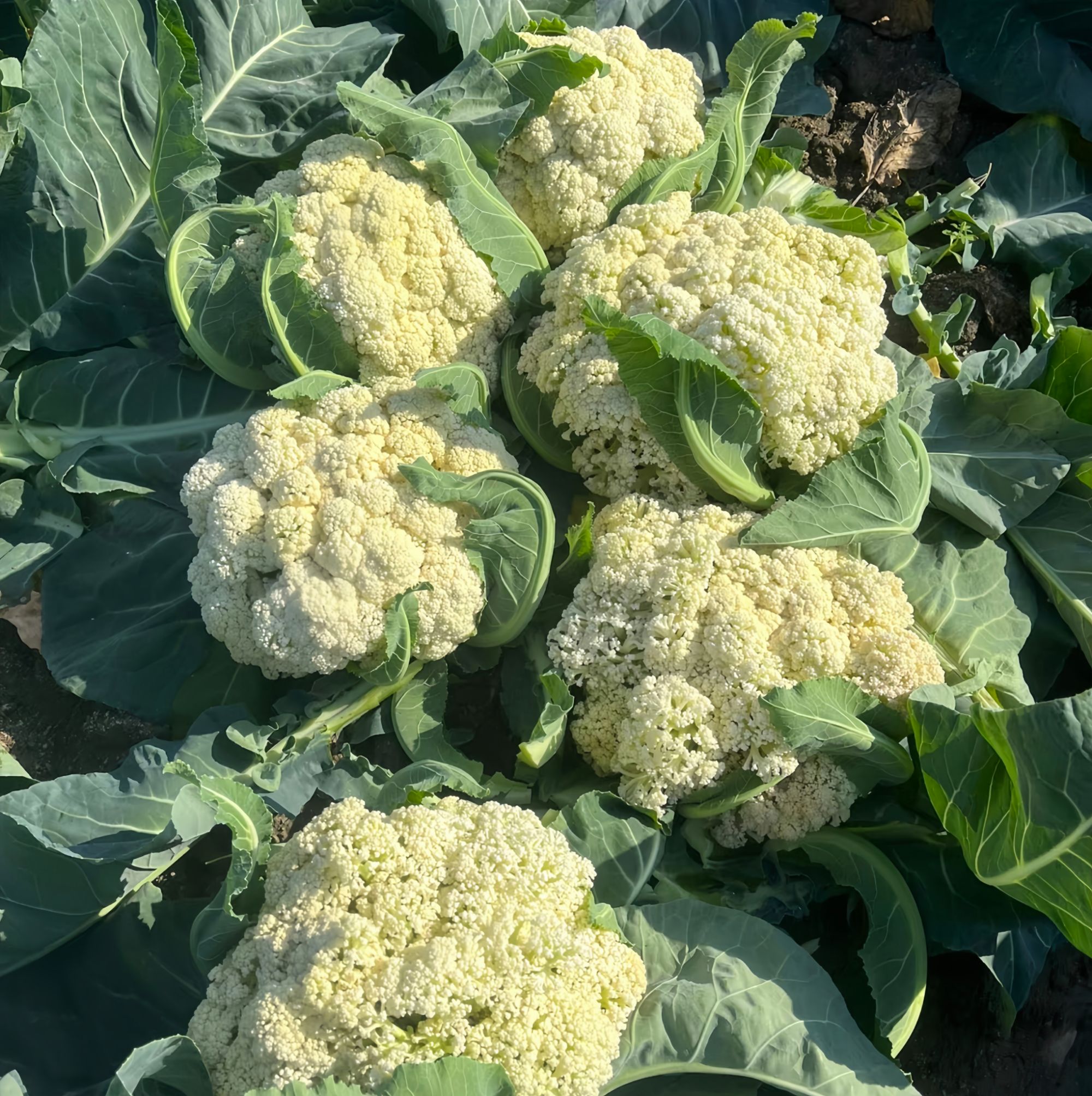 青梗松花菜秧苗新鲜秋冬种植白花菜花椰菜耐寒有机花菜盆栽地栽