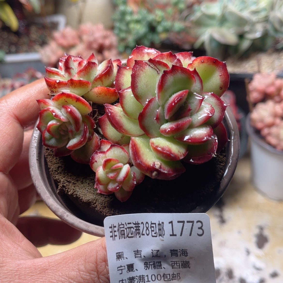 【闪购商品】1773灵隐