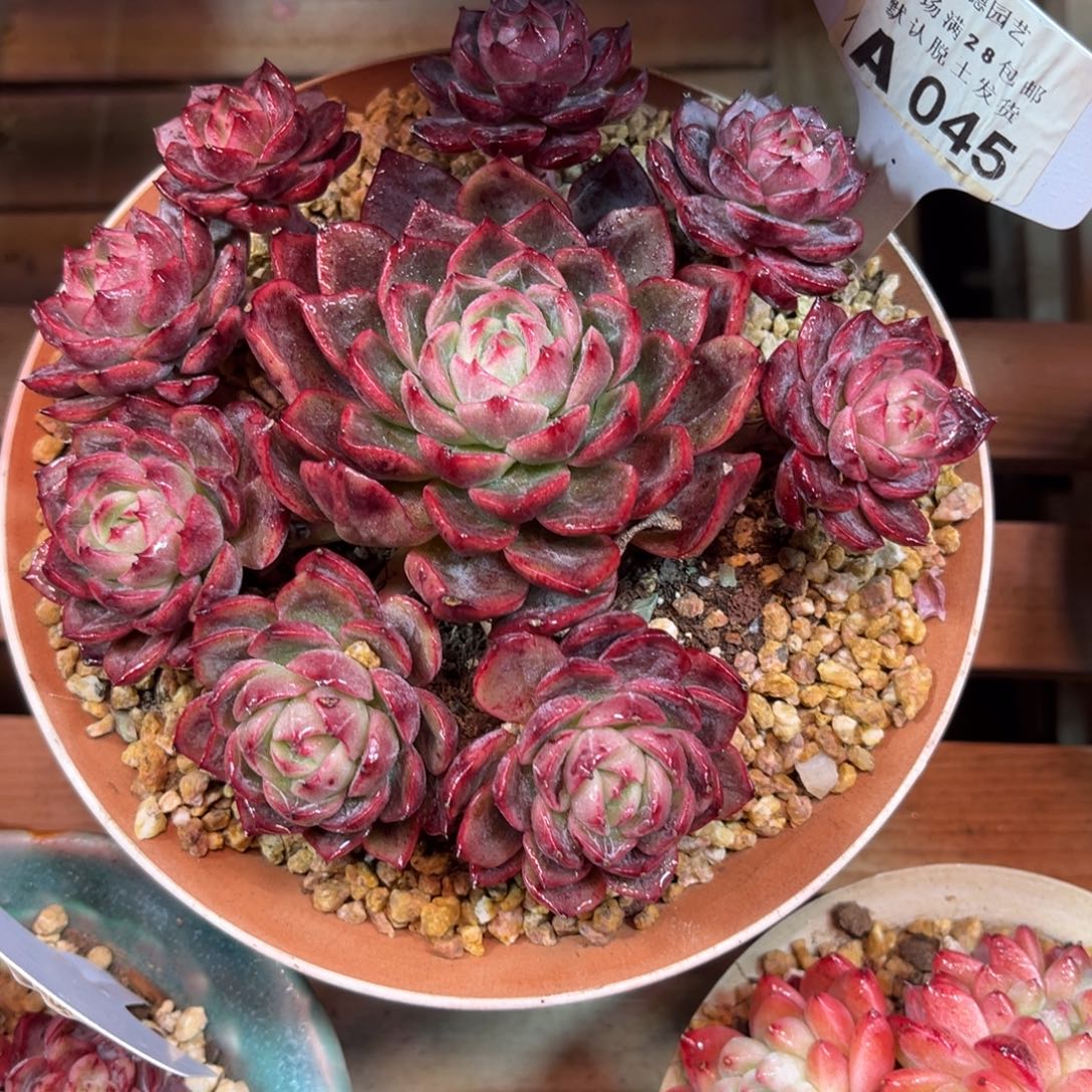 绿龙funvyuyijulvlvmama