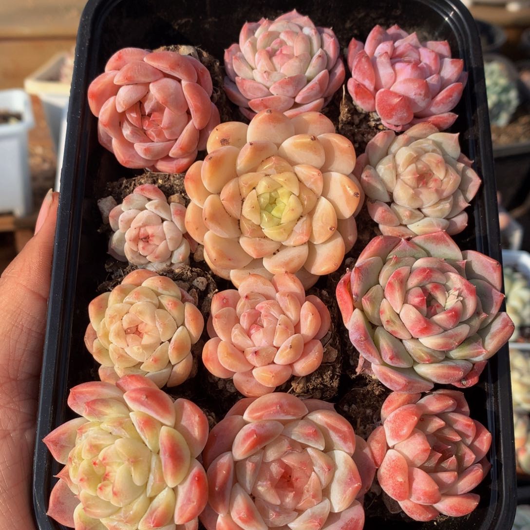 精控糖心多肉组合一物一拍