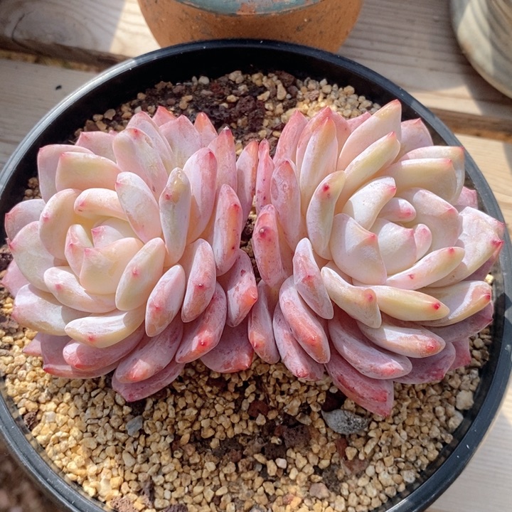 W****g梦露 韩货精品666