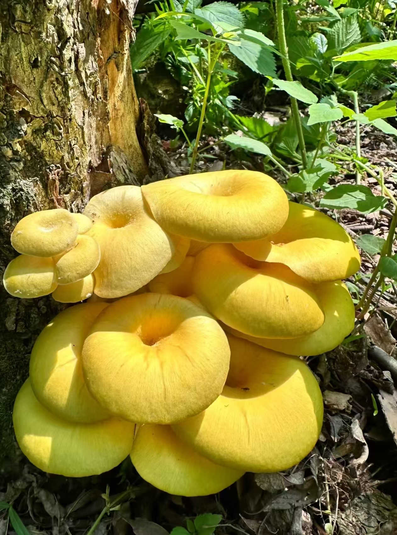 四川深山各种野生菌