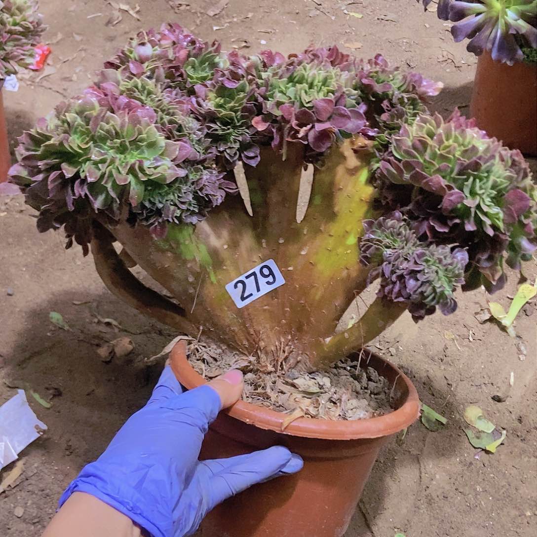 279玫瑰法师缀老板子法师板子微瑕疵