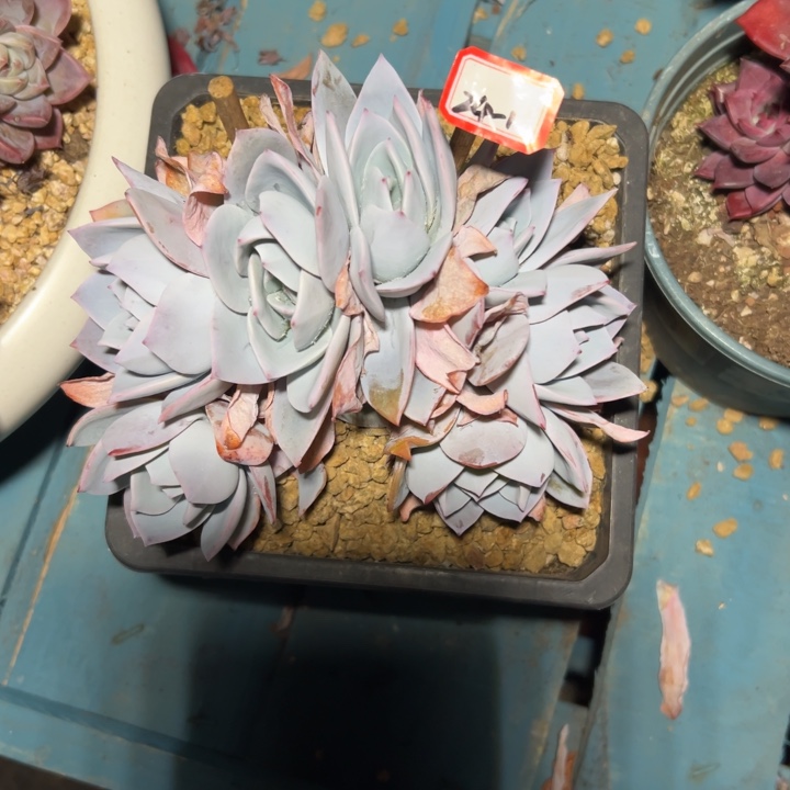 晴***君精品多肉植物白莲朵朵