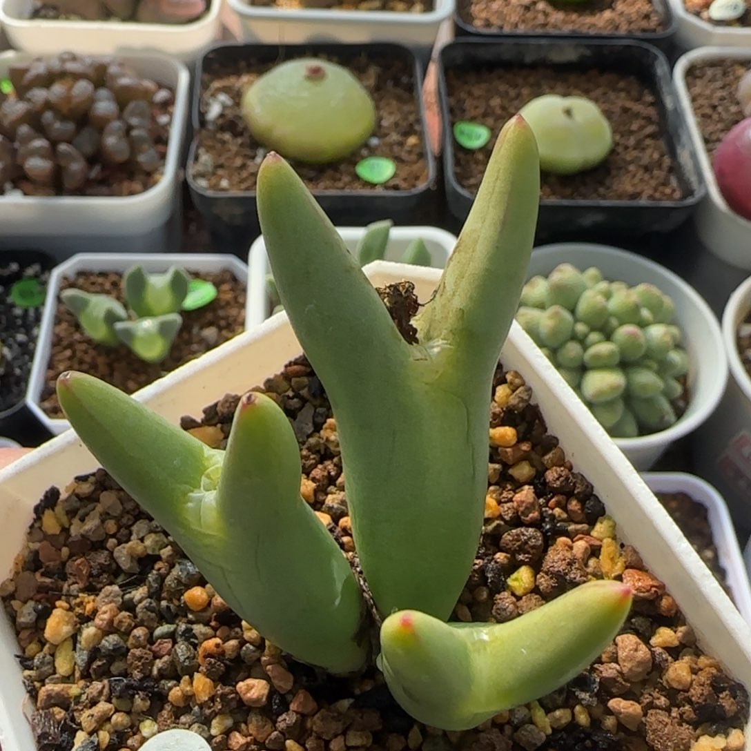 皮卡丘群大母本群多肉72