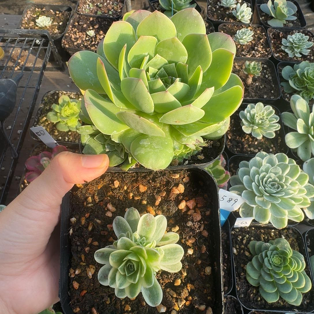 开播福利，黄金杂粉色捧花➕覆轮锦捧花