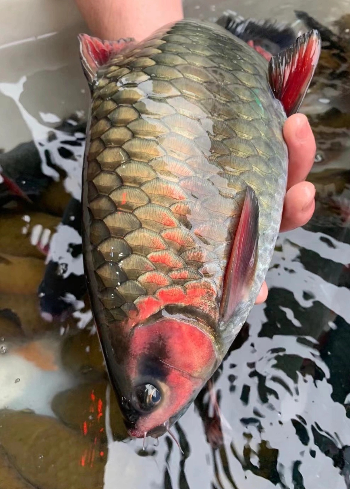 青竹鲤原生观赏鱼活鱼好养淡水青竹鱼包邮鱼观赏鱼