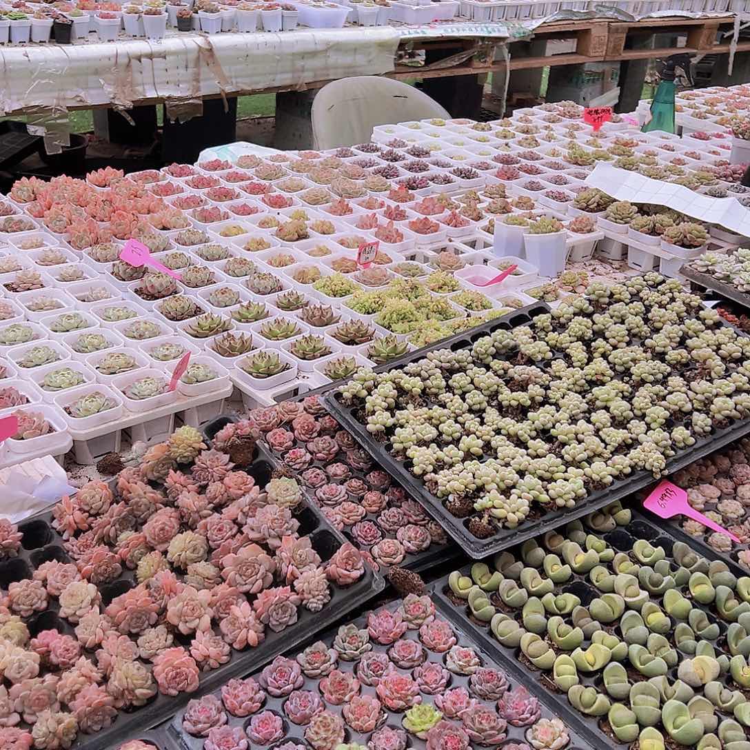 拍此链接托土发货