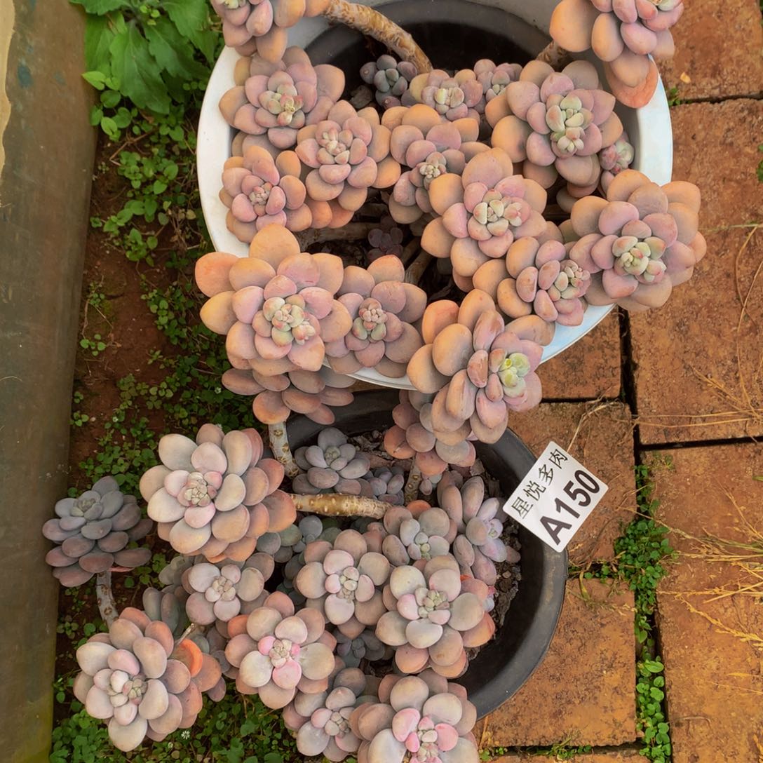 我**合星悦多肉   A150