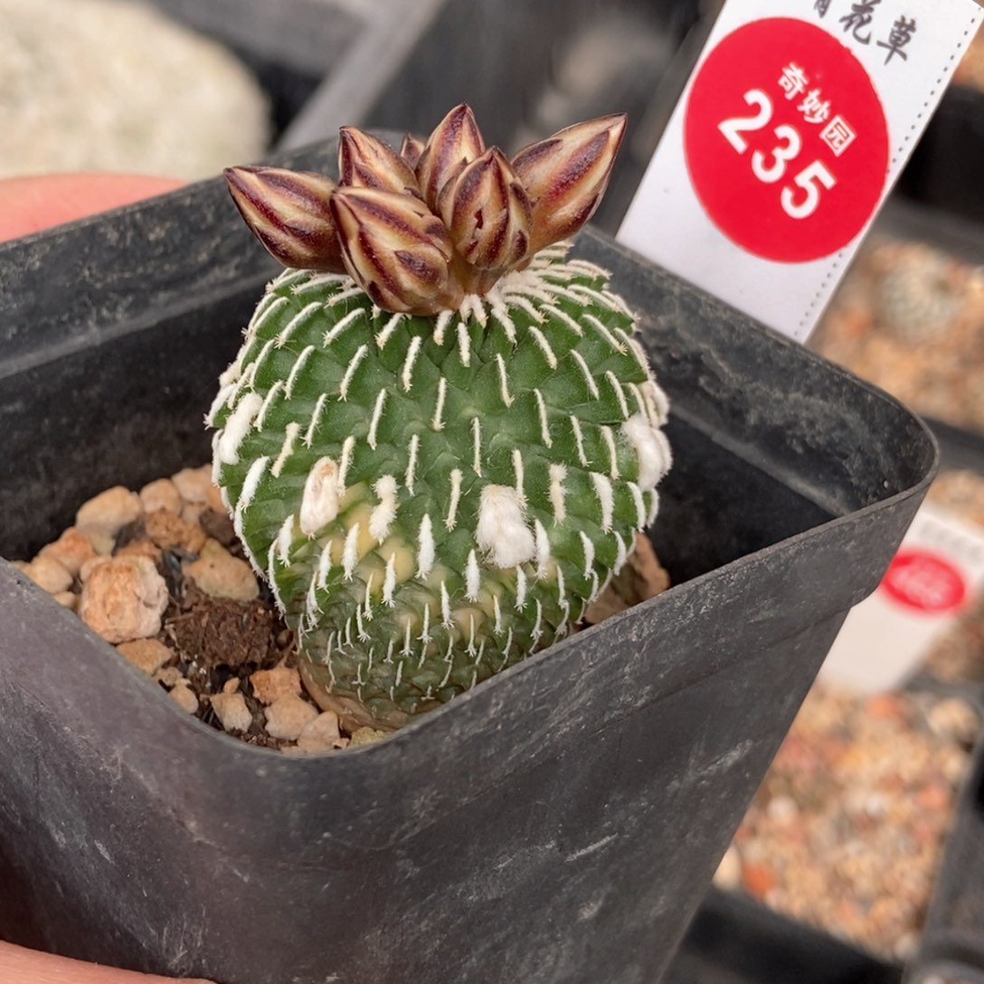 自根精巧殿刺缀锦3.5cm