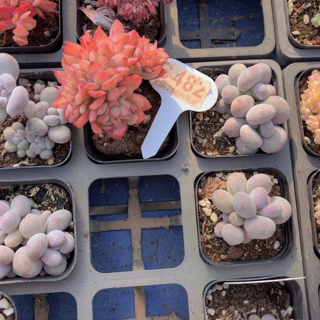 C482绮罗缀一物一拍