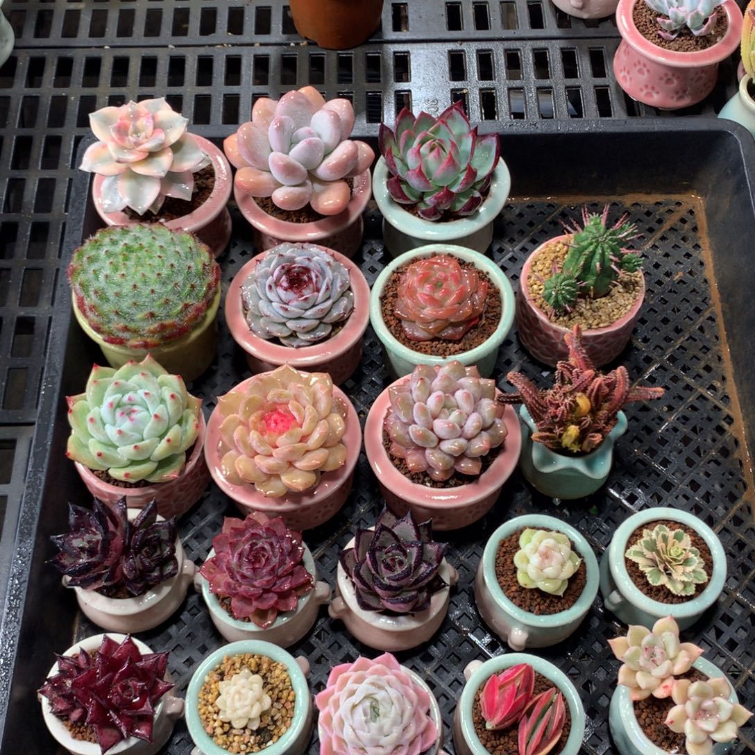 子***ヾ5厘米盆精控多肉6030