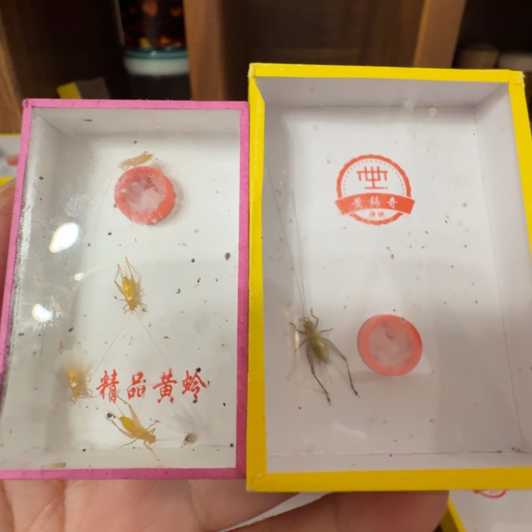 正宗高山小黄龄加中长须大黄龄