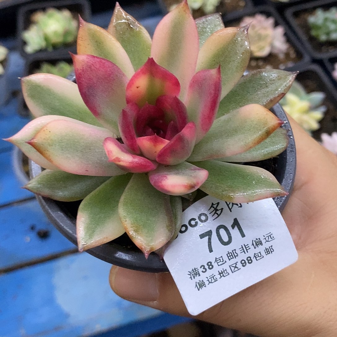 701火焰山锦炸多肉植物哇啦塞