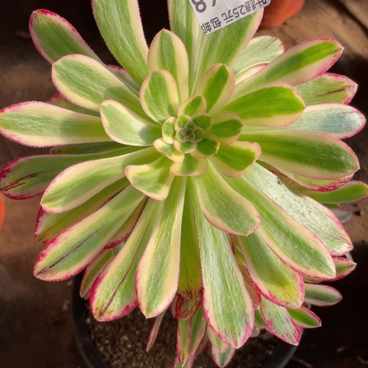 68围巾多肉12345678