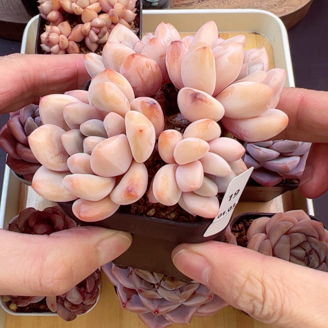 好好看19、哈哈哈哈