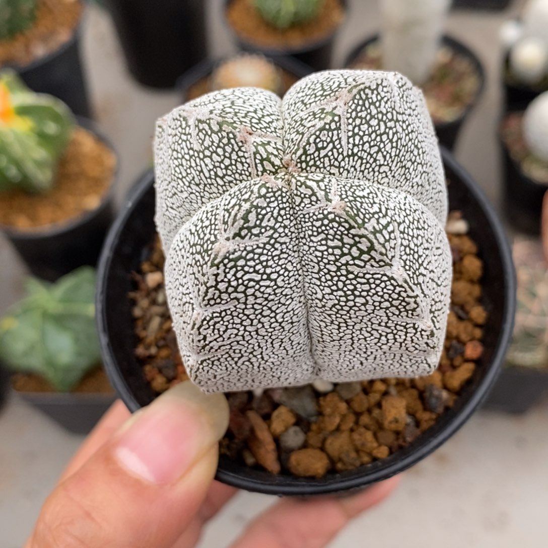 恩冢鸾凤玉实生仙人球