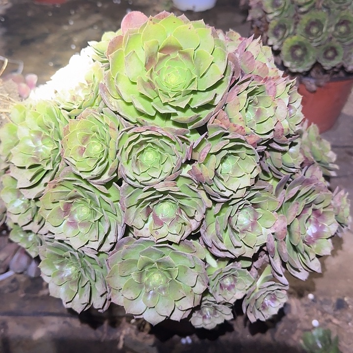 精品红心沙拉碗捧花福利38