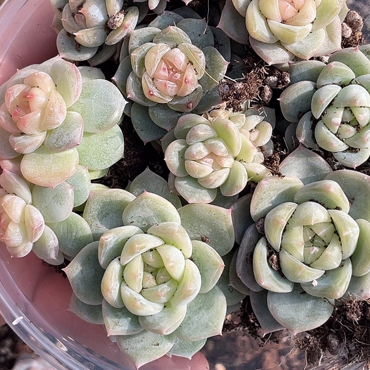 OTO多肉切糕优选dy437