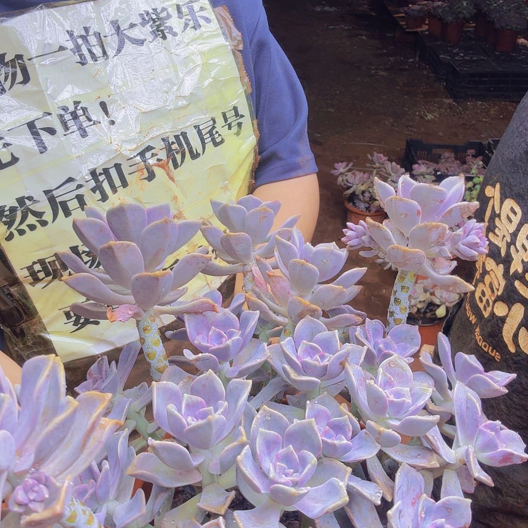 枣庄子乐一物一拍所见即所得，属于图片为准