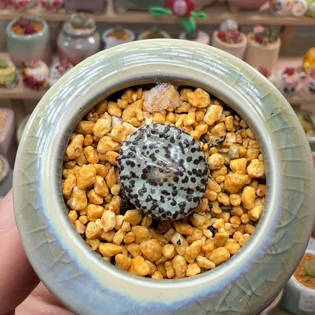多肉植物61号安贞