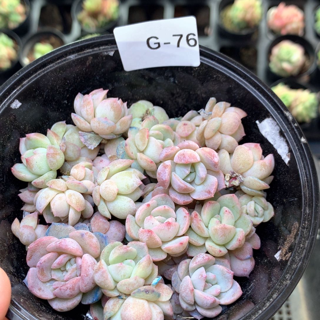 G76珍妮糖心巫拉拉混合组合