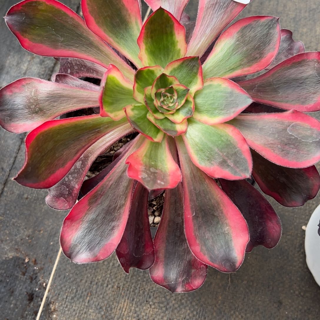 36红魔女多肉多肉多肉