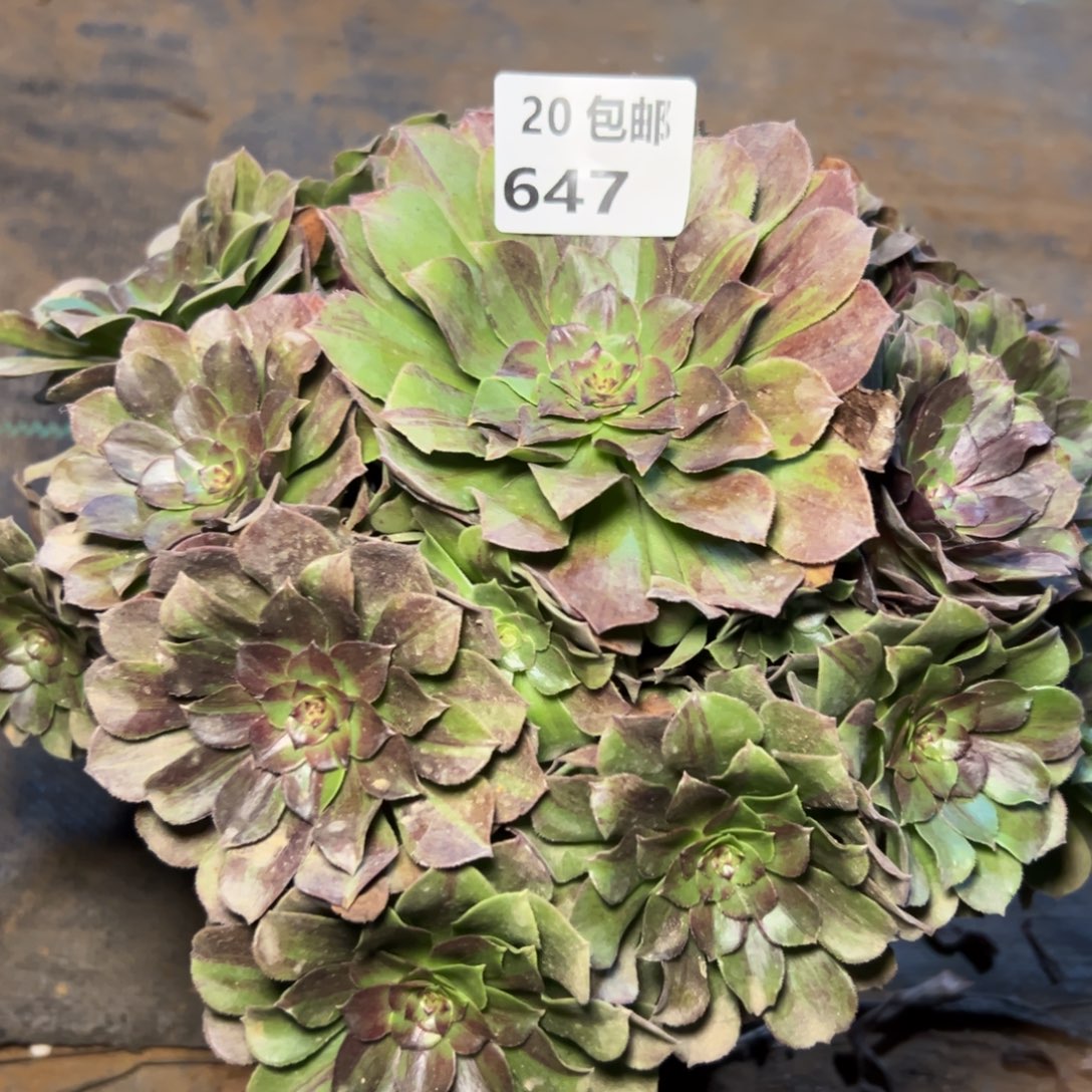 647花月夜，满20包邮嘟叮熊