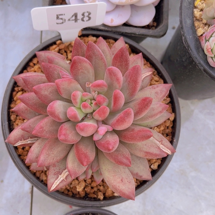 健健康康平平安安