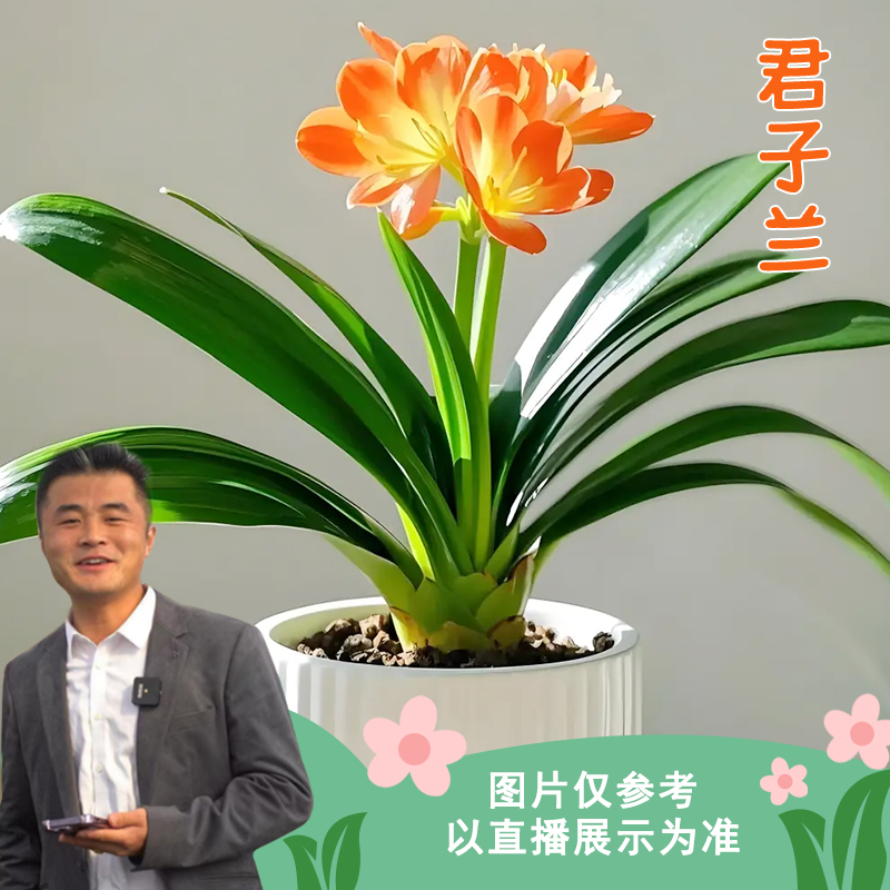 君子兰绿植观赏阳台庭院美观