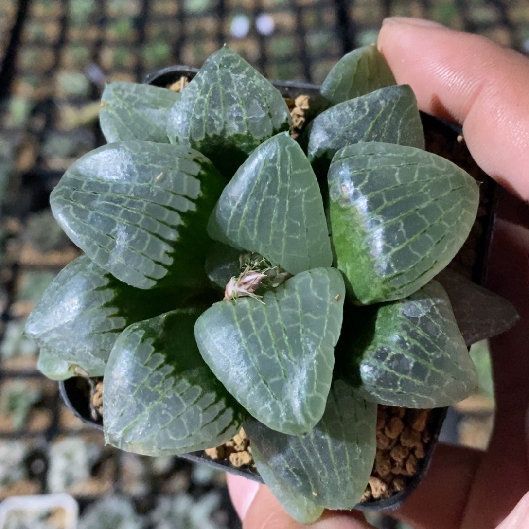 2747 一颗寿克杂 超级福利