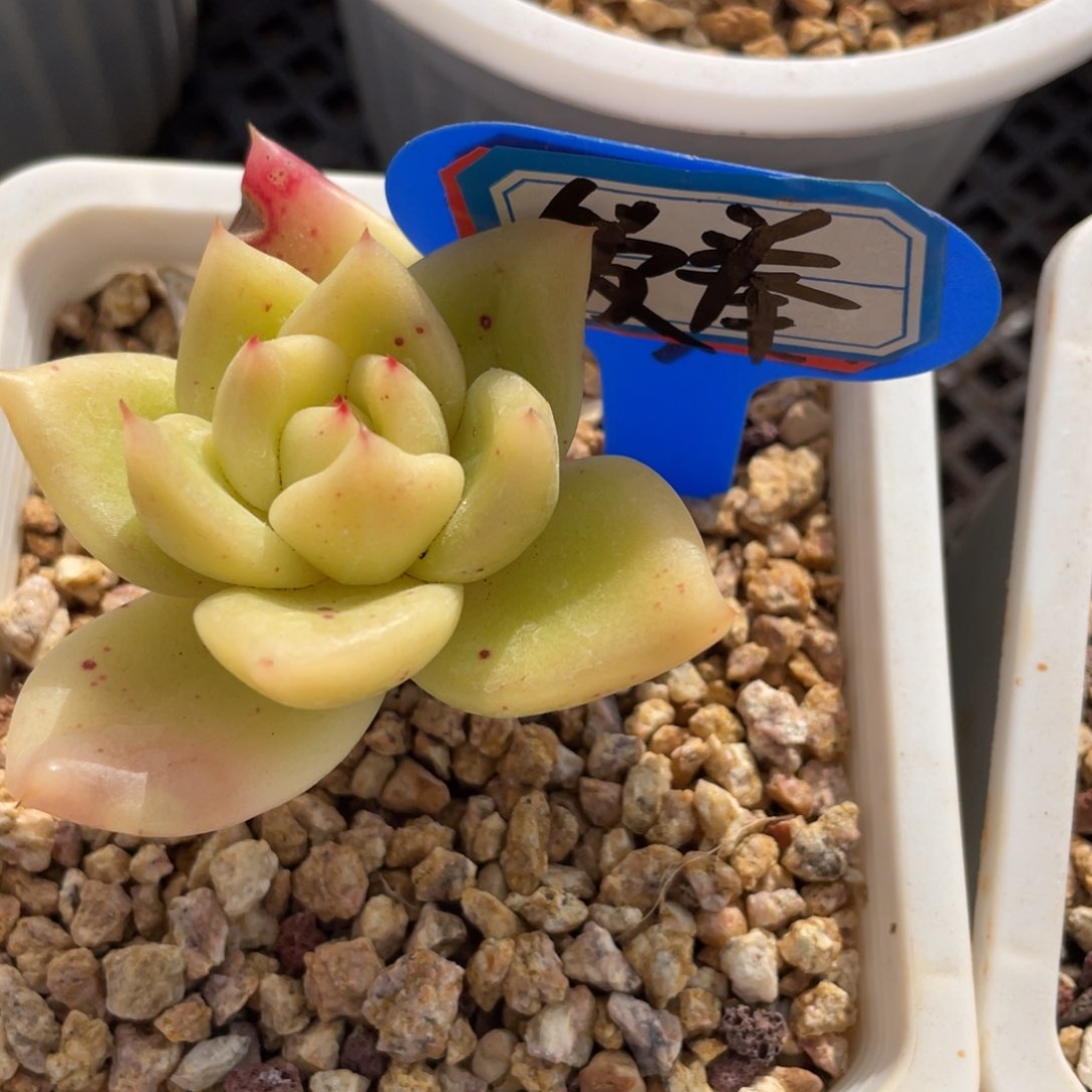 爱***猫姐姐说她真的有男朋友